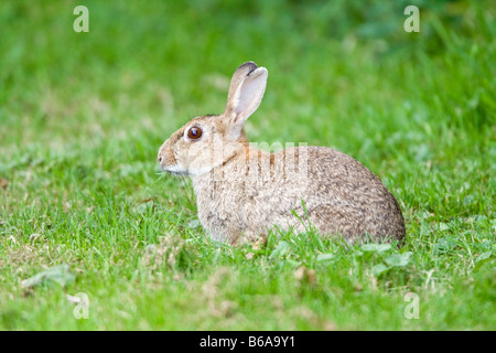 Lapin commun 'Oryctolagus cuniculus' Banque D'Images