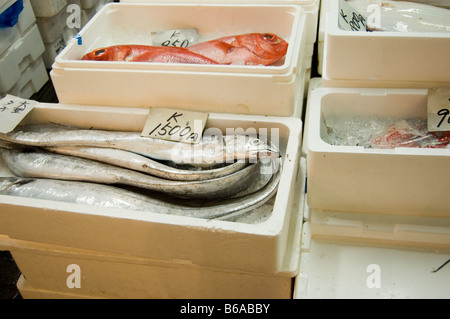 Marché aux poissons de Tsukiji shijo Tokyo Japon fruits de mer Banque D'Images