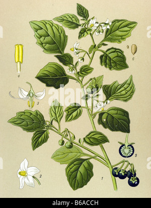 La morelle noire Solanum nigrum, illustrations des plantes toxiques Banque D'Images