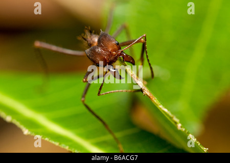 Coupeuses de feuilles feuille coupe fourmis Atta sp. Forêt Amazonienne Banque D'Images