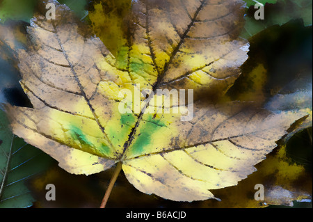 À l'automne de la feuille de platane tombée Banque D'Images