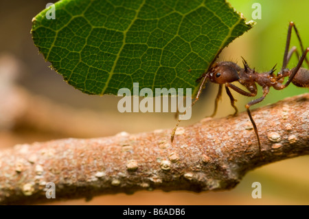 Coupeuses de feuilles feuille comptable fourmis Atta sp. Forêt Amazonienne Banque D'Images