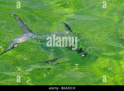 Un grand séjour est tailing comme il se présente pour les crabes et les crevettes dans l'eau claire les appartements de Bimini aux Bahamas. Banque D'Images