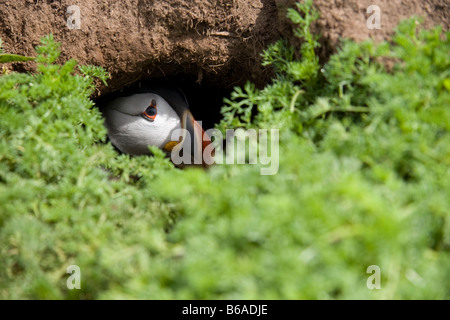 Macareux moine (Fratercula arctica) dans l'île de Skomer burrow, Pembrokeshire Banque D'Images