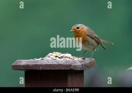 Robin (Erithacus rubecula aux abords) qui se nourrissent de grains mélangés Banque D'Images