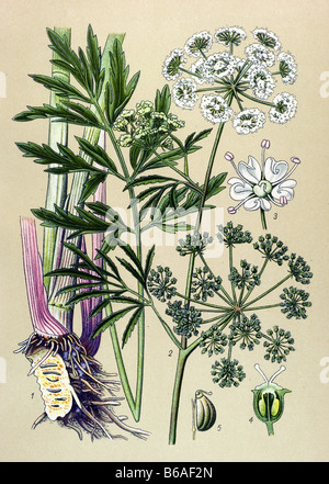 Cicuta virosa, Cowbane illustrations des plantes toxiques Banque D'Images