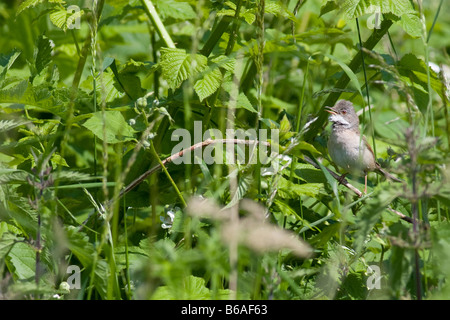 Fauvette grisette Sylvia communis (mâle) au chant de sous-bois Banque D'Images