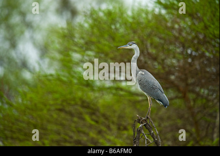 L'état sauvage des animaux Héron cendré Ardea cinerea assis au bord de l'eau étang sud-Afrika afrique du sud watch regarder pour prendre des aliments Banque D'Images