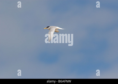 Sterne naine (Sterna albifrons) en vol Banque D'Images