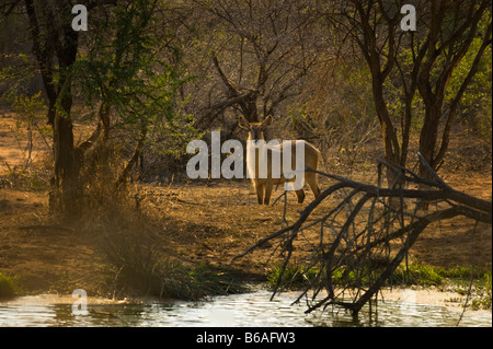 KOBUS ellipsiprymnus sauvages de la faune waterbuck commun femelle à trou d'eau Banque D'Images