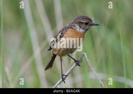 Saxicola torquata Stonechat femelle à la proie Banque D'Images