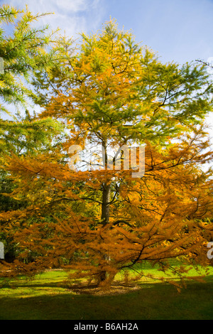 Mélèze doré à l'automne 'Pseudolarix Amabilis' Banque D'Images