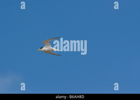 Sterne naine (Sterna albifrons) en vol Banque D'Images