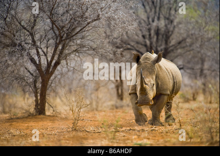 Rhinocéros blanc rhinocéros sauvages Ceratotherium simum acacia en Afrique du Sud Afrique du sud-portrait d'ambiance sommeil dormir u Banque D'Images