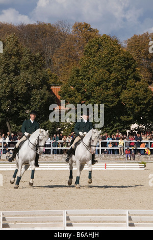 Journée portes ouvertes 2008 Slovénie de Lipica Banque D'Images