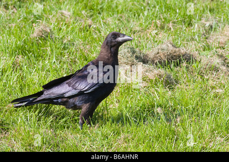 Jeune Corbeau Freux Corvus Frugilegus On Lawn Photo Stock Alamy