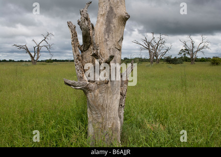 Afrique Botswana Chobe morts blanchie acacia arbre entouré d'herbe verte poussant dans Savuti Marsh Banque D'Images