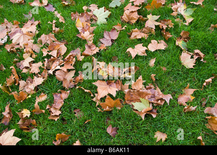 Feuilles sur l’herbe Banque D'Images