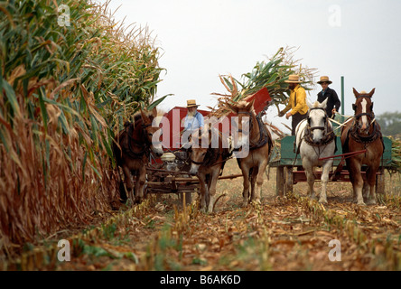 Les chariots de ferme à chevaux sont utilisés par les Amish à la récolte du maïs, le comté de Lancaster, Pennsylvanie, USA Banque D'Images