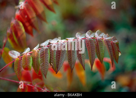 CLOSE UP DE L'automne, LES FEUILLES GIVRÉES DONNENT SUR TIDIOUTE, Allegheny National Forest, North Carolina, USA Banque D'Images