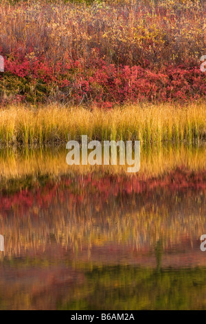 Réflexions dans une toundra colorée électrique étang Parc National Denali en Alaska Banque D'Images