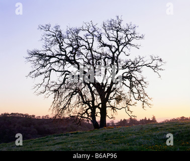 Californie - Valley oak, Quercus lobata), arbre qui pousse sur une colline couverte d'herbe à Henry W. Coe State Park Banque D'Images