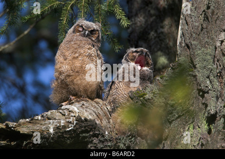 Grand-duc Bubo virginianus Owlets, deux perché sur une branche d'arbre le bâillement et l'autre avec les yeux fermés à Beaver Lake Park Banque D'Images