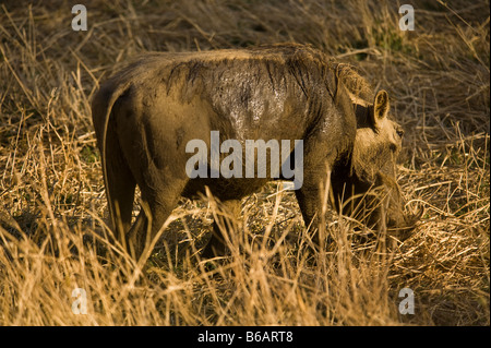L'état sauvage des animaux PHACOCHÈRE Phacochoerus aethiopicus pig pig-comme grazer numérotation s'agenouiller à genoux pour l'alimentation de l'herbe sèche au sud-Afrika sout Banque D'Images