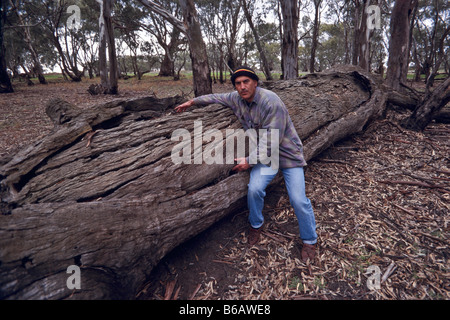 Canoë autochtone arbre, Australie Banque D'Images