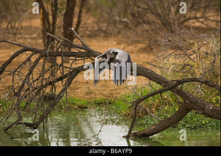 L'état sauvage des animaux Héron cendré Ardea cinerea volant à point d'eau au sud-Afrika afrique du sud Banque D'Images