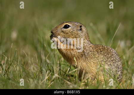 Erdhörnchen Ziesel spermophilus Citellus citellus Erdmännchen spermophile souslik d'Europe Banque D'Images