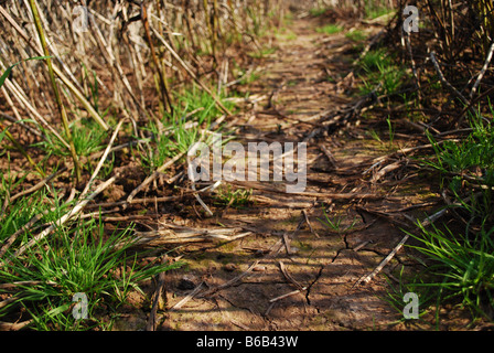 Séché boue fissuré chemin à travers un champ de soja est brûlée sur une journée ensoleillée, Herefordshire, Angleterre Banque D'Images