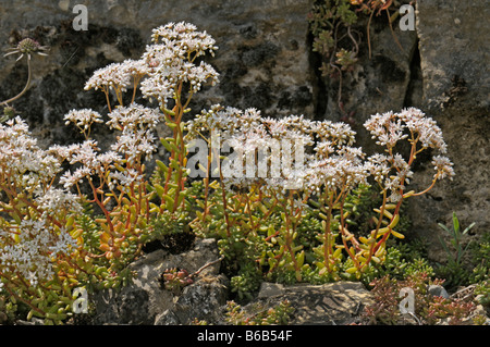 Orpin blanc (Sedum album), la floraison Banque D'Images