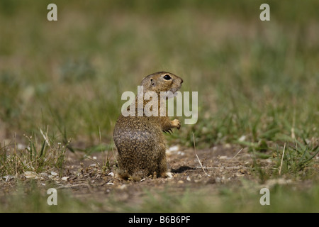 Erdhörnchen Ziesel spermophilus Citellus citellus Erdmännchen spermophile souslik d'Europe Banque D'Images