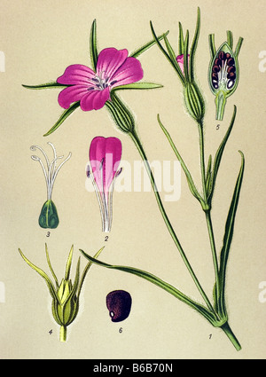 Politique Corncockle, Agrostemma githago, illustrations des plantes toxiques Banque D'Images