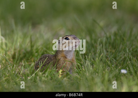 Erdhörnchen Ziesel spermophilus Citellus citellus Erdmännchen spermophile souslik d'Europe Banque D'Images