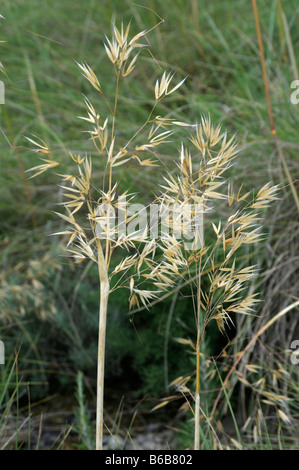 L'herbe en plumes, l'aiguille de l'herbe, graminées (Stipa lagascae, lagascae ou traînasse ou Centinode ou herbe aux cent), détail d'épis Banque D'Images