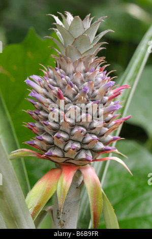 Ananas (Ananas comosus), la floraison Banque D'Images