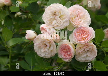 Rose (Rosa sp.), la variété : Pastella, fleurs Banque D'Images