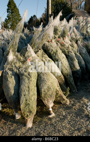 Les arbres de Noël enveloppée de filet en plastique sur la vente, le Pays de Galles UK