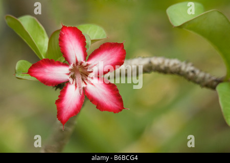 Sabi Star Koudou ou Desert Rose (Adenium obesum) Jardins botaniques George Brown fleur Darwin Australie Territoire du Nord Septembre Banque D'Images