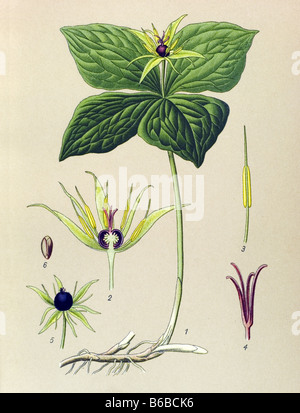 Paris quadrifolia, VRAI-Lover's Knot, illustrations des plantes toxiques Banque D'Images