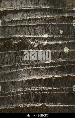 Palmyra Palm (Borassus flabellifer) Jardins botaniques George Brown Darwin, Territoire du Nord Australie Septembre Banque D'Images