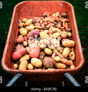 Une variété de pommes de terre maison fraîchement creusée dans une brouette orange dans un jardin biologique à Carmathenshire Wales UK Banque D'Images