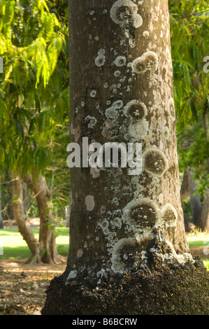 Palm bouteille (Hyophorbe lagenicaulis) close-up de George Brown Darwin Botanic Gardens Australie Territoire du Nord Sept. Banque D'Images