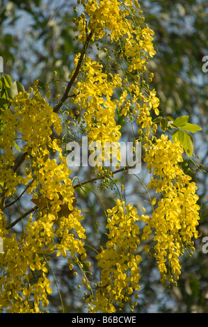 Douche Golden Tree (Cassia senna) est maintenant renommé fleurs jaune Cooinda Territoire du Nord Australie Septembre 2008 Banque D'Images