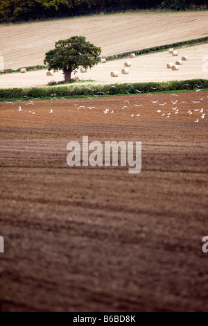 Seul arbre dans le champ avec des balles de foin. Oiseaux volant au-dessus de champ labouré en premier plan Banque D'Images