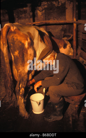 Vieil homme part traire une vache à la maison dans le village de Szekelyderz dariju Roumanie Transylvanie Banque D'Images