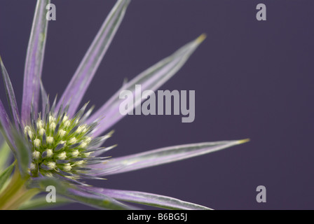 (Eryngium bourgatii Holly mer Picos améthyste), close up of flower contre fond violet. Banque D'Images