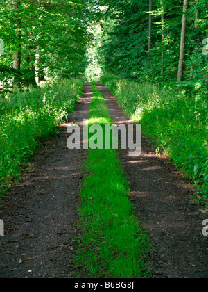 Route de terre en marche à travers la forêt Banque D'Images